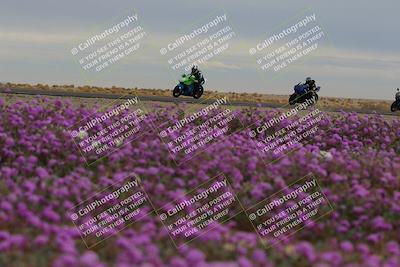 media/Jan-14-2023-SoCal Trackdays (Sat) [[497694156f]]/Turn 14 Exit Bloomig (145pm)/